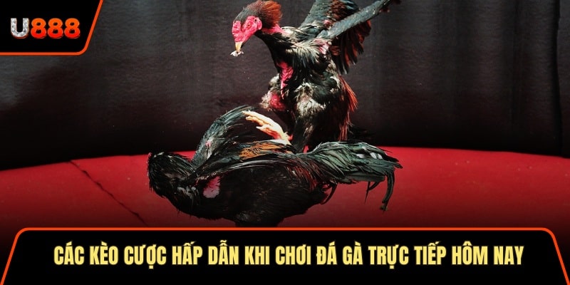 Soi Cầu Thần Tài 3 Cách Áp Dụng Hiệu Quả Nhất 2025 3 Các kèo cược hấp dẫn khi chơi đá gà trực tiếp